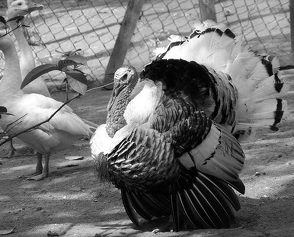 how-to-clean-turkey-feathers-homesteady