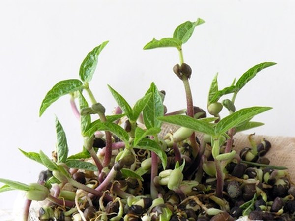 Using Cress in the Lab - Science & Plants for Schools