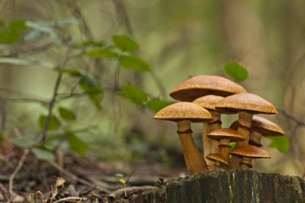 Fungi play an important part in decomposition.