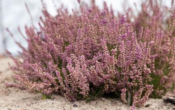 alpine tundra plants list