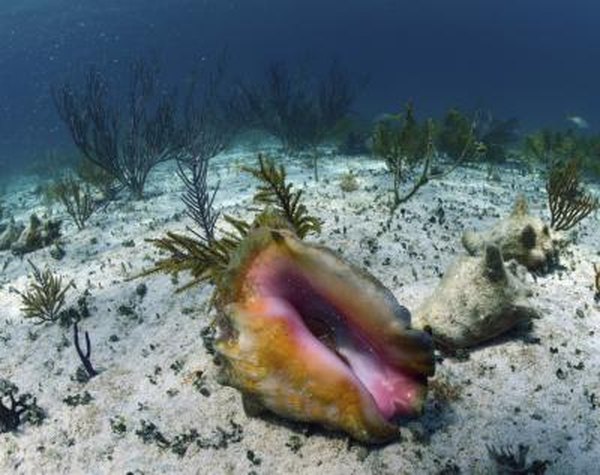 Shellfish and mollusks help to keep up water quality.