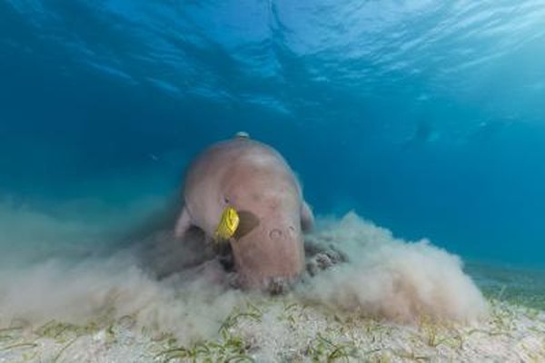 A dugong searches for food in the Red Sea.
