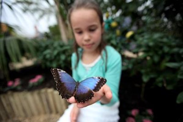 Photo Credit: Dan Kitwood/Getty Images News/Getty Images Blue Morpho sits on young girl's hand