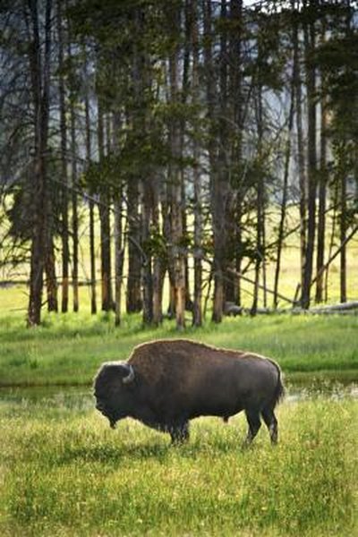 How to Butcher a Bison