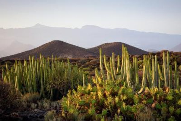 how-do-desert-plants-adapt-to-their-environment-sciencing