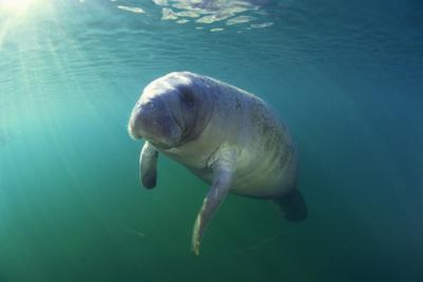 A manatee swims in the ocean.