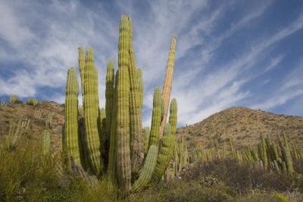 Deciduous plants in deserts have adapted through the activity of their leaves.