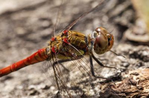 Dragonflies only live two to four months before dying.