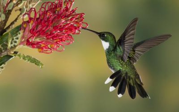 Birds play a part in pollination.