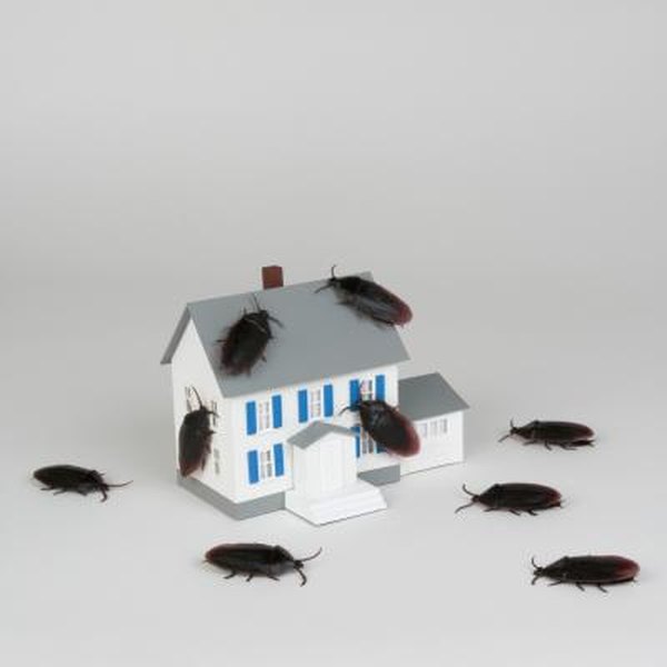 How to Get Rid of Roaches in Your House | HomeSteady