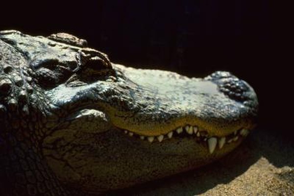 Crocodiles have jaws that are made up of multiple bones.