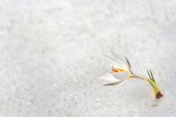 Arctic crocus.