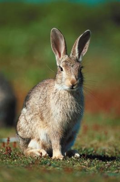 What to Use for Bait to Catch a Wild Rabbit