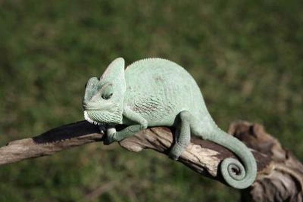 Closeup of a chameleon.