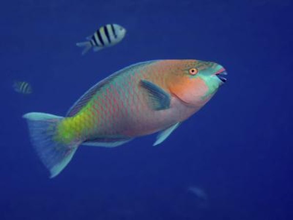 A parrot fish swims in the Red Sea.