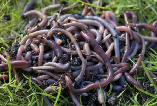 Worms are essential to the health of soil.