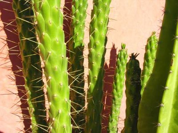 Cacti have spines instead of leaves.