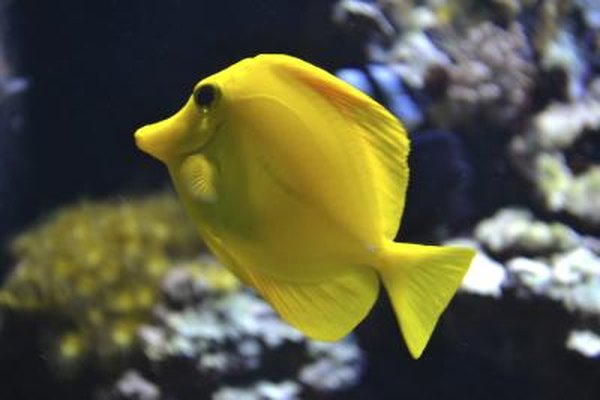 A yello tang fish swims near a coral reef.