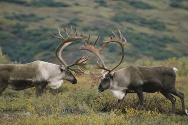 Caribou rely on lichens for survival.