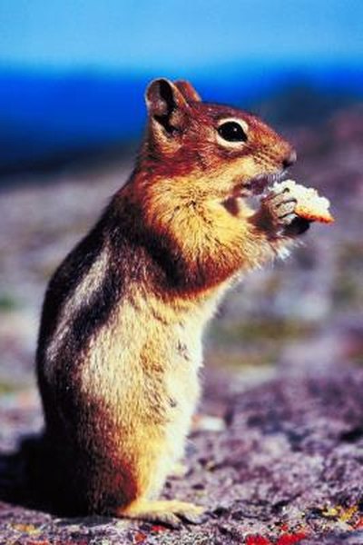 How to Get Chipmunks Out From Under Sheds | HomeSteady