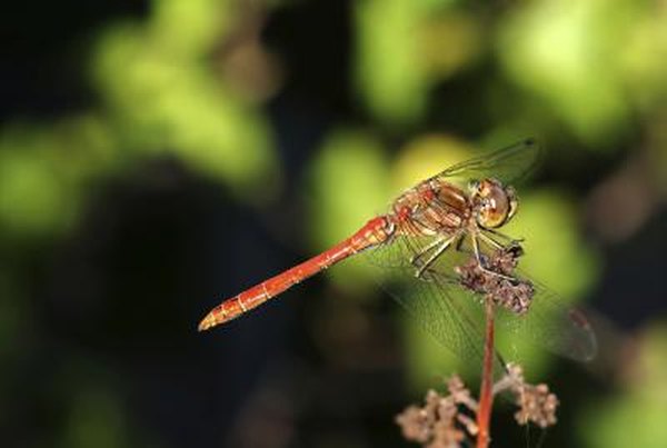 Dragonfly nymphs are aquatic.