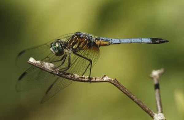 Dragonflies start their life as eggs.