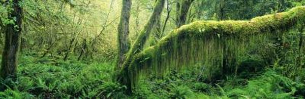 Photo Credit: Digital Vision./Digital Vision/Getty Images Dense rainforest.