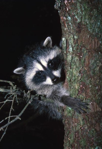 How to Make a Snare Trap for a Raccoon