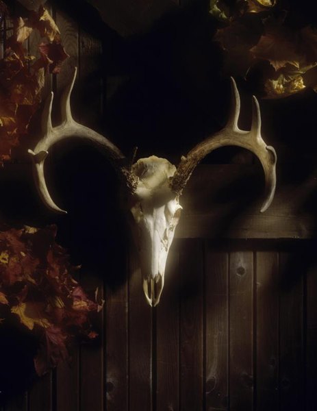 How to Do a European Deer Mount at Home