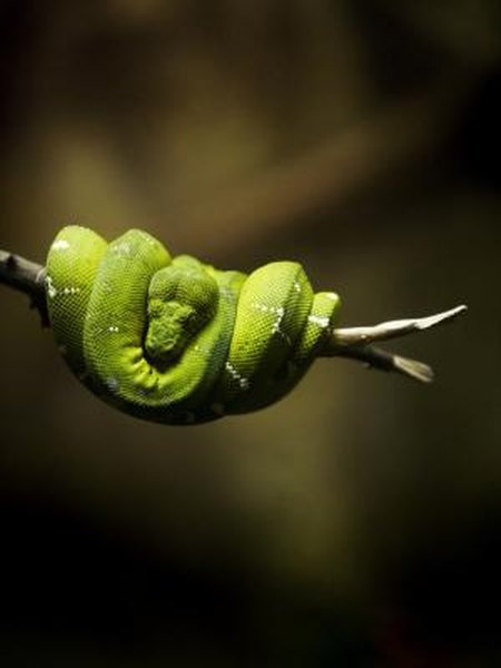 How to Keep Snakes Out of a Camper