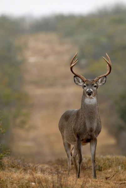 The Best Counties in Kentucky for Deer Hunting