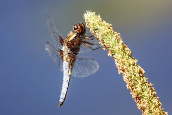 Reeds and lilies attract dragonflies.