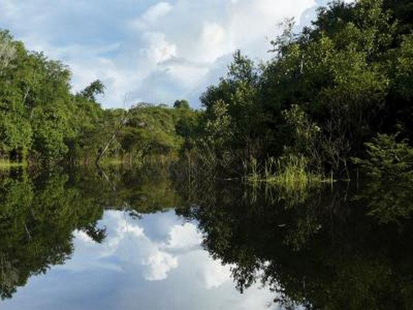 Many medicinal cures are found in the amazon.