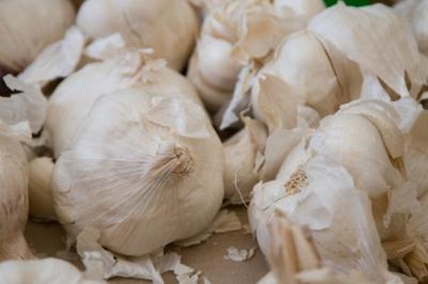 does garlic help kill fleas on dogs