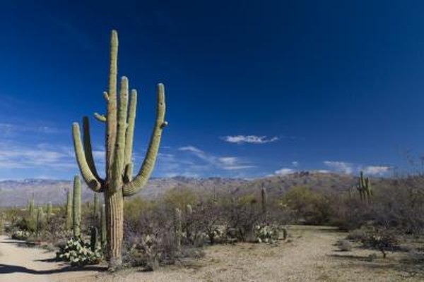 Desert plants have long periods of dormancy.