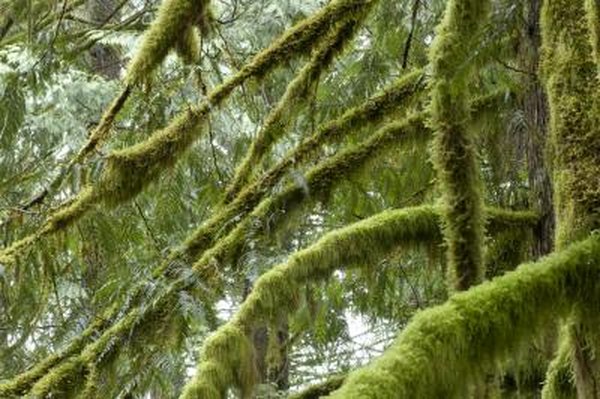 The moss plant reproduces by means of sperm and egg.