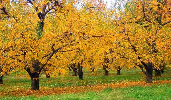 Can Wood Ashes Be Put Around Fruit Trees? | HomeSteady