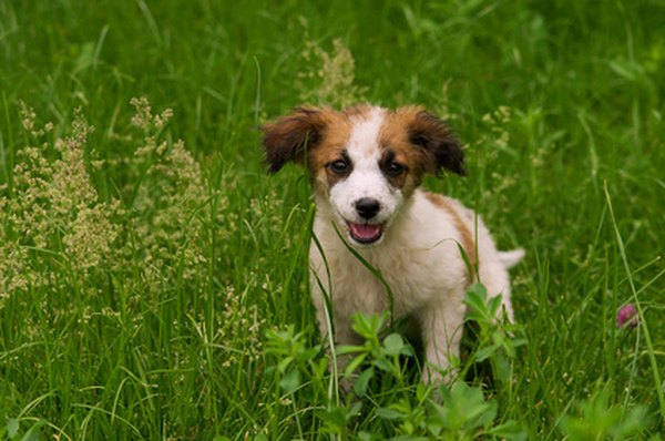 liitle dog image by Dumitrescu Ciprian from Fotolia.com Where ever your lost dog goes, his microchip is with him.