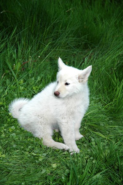 white dog image by SZILAGYI ANNAMARIA from Fotolia.com Keeping an outside white dog's fur white can be a challenge.