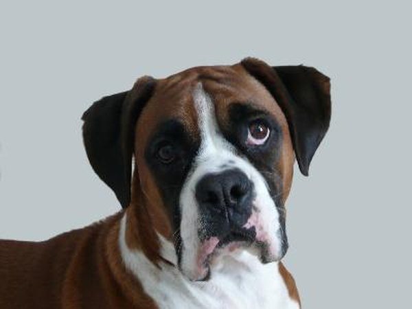 Skin Conditions in Boxer Dogs - Pets