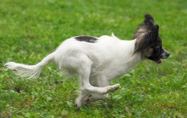 papillon run image by muro from Fotolia.com Papillons are easy to groom if you establish a routine.