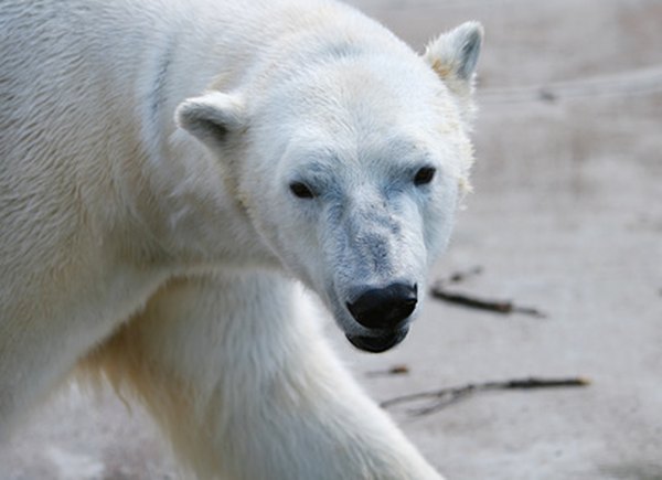 Photo Credit: cute polar bear image by Matthew Antonino from <a href='http://www.fotolia.com'>Fotolia.com</a> The natural habitat of polar bears is the Arctic.