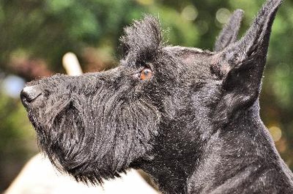 Scottish Terrier image by SMITH from Fotolia.com Bushy eyebrows and beard are noticeable features of the Scottish terrier's coat.