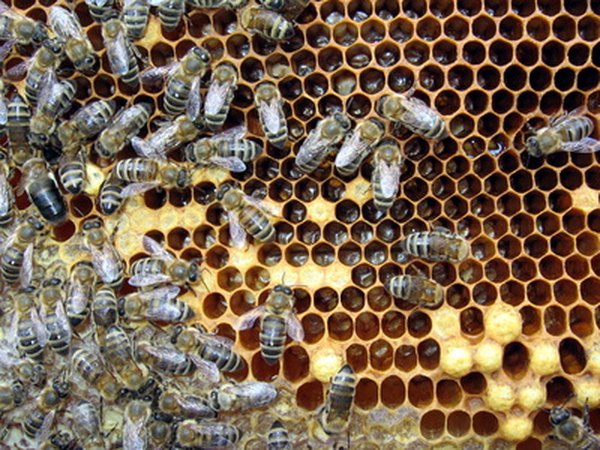 Why Are Bees Attracted to Porch Lights? | HomeSteady