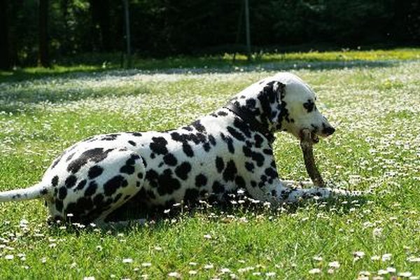 Spots and flowers. image by Saskia Massink from Fotolia.com Continued dog urination can damage your lawn.