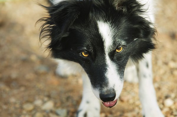 Border Collie image by Scott Griessel from Fotolia.com Light eye color is common in border collies.