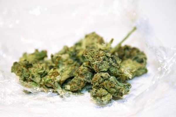 marijuana image by stvboy from Fotolia.com Marijuana is one of the drugs dogs can be trained to find.