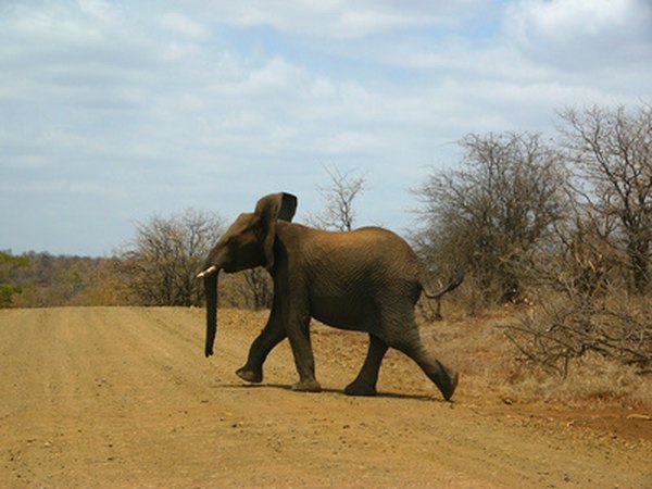 Elephants make their homes in the savannas of Africa.