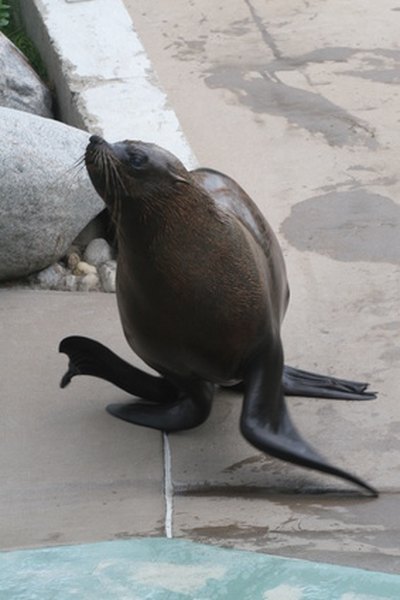 Sea lions are insulated by blubber.