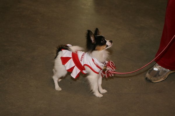 cheerleader image by Earl Robbins from Fotolia.com Toy dogs can wear a tiny costume for Halloween.